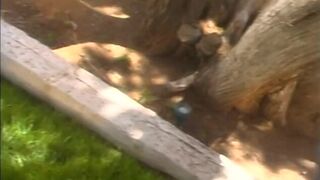 Sexy brunette sucks stiff cock