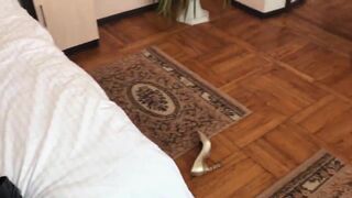 Collega di lavoro tettona scopata a pecorina in albergo - 10 image