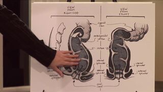 EDUCATIONAL ANAL SEX GAMES