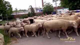 Hot Milf fucks in the woods